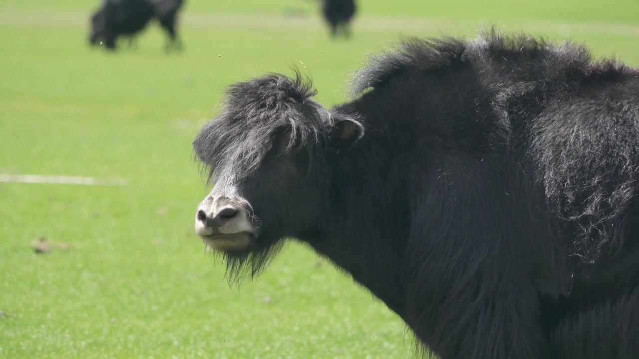 Yak nero al pascolo in un prato verde