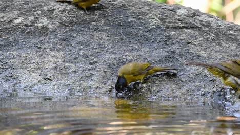 black-crested bulbul grooming after a bath in the forest during a hot day, pycnonotus flaviventris, in slow motion