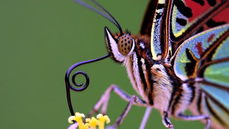 macro close-up of a colorful butterfly