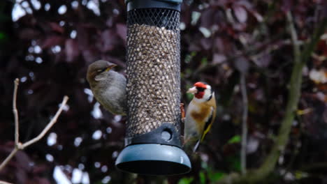 small birds using a bird feeder eating seeds