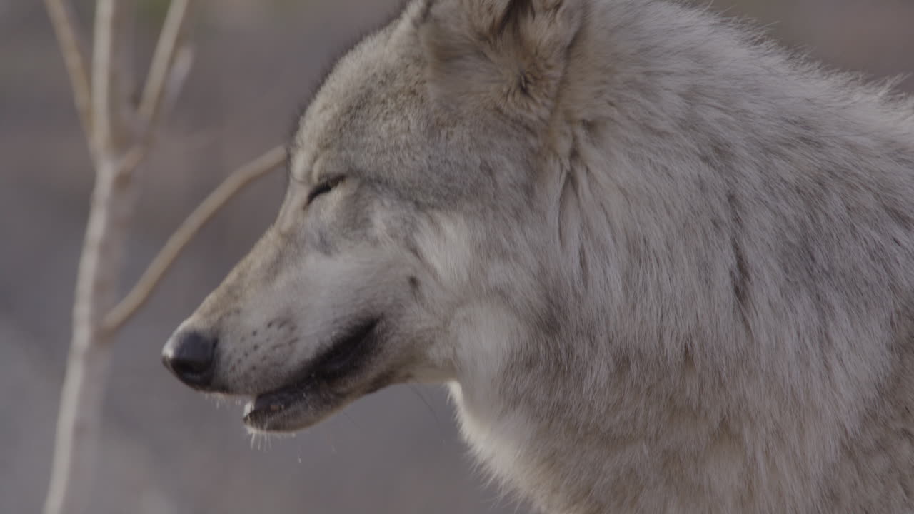 extremo primer plano de la cara de un lobo gris