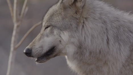 extreme close up of a grey wolf face