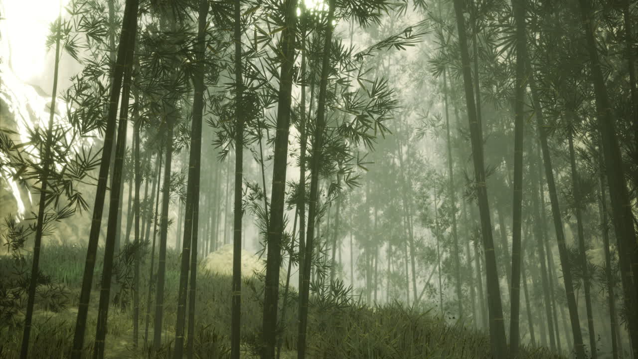 Bamboo grove shrouded in mist enhances natures serene beauty and mystery