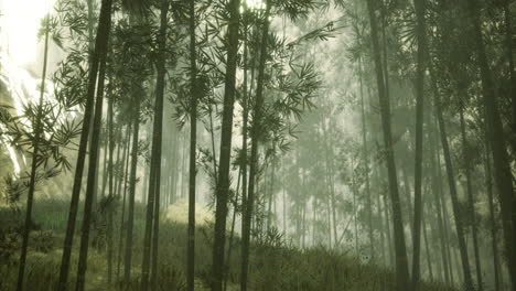 bamboo grove shrouded in mist enhances natures serene beauty and mystery