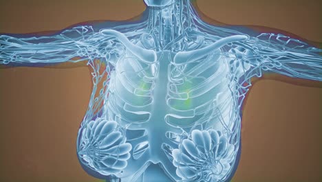 radiografía de mamografía para el diagnóstico del cáncer de mama