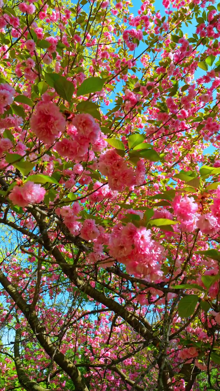 Närbild på rosa körsbärsblommor mot blå himmel. Detaljerad vy av blommande rosa blommor på grenar med gröna blad mot en klar ljusblå himmel under dagtid.