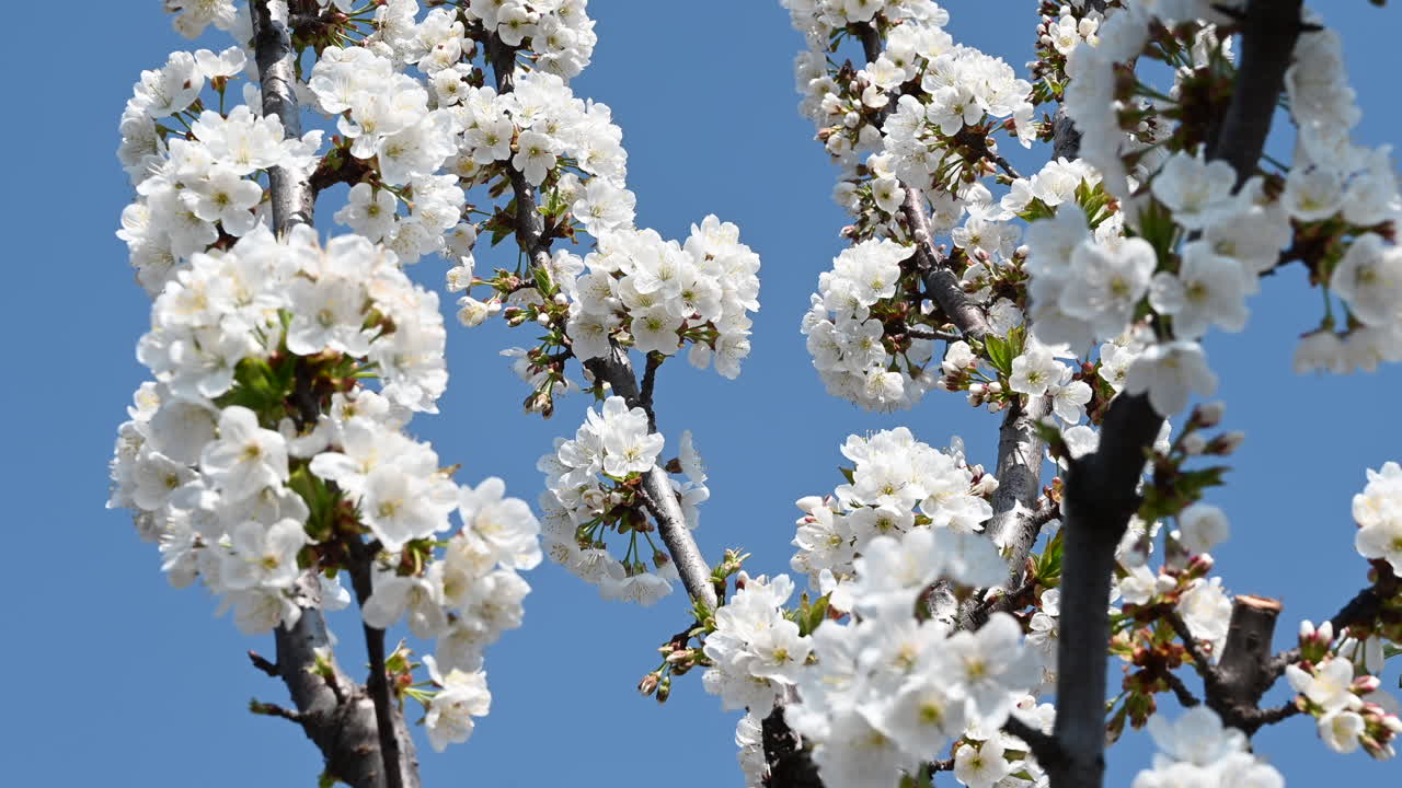 Close up of a bee collecting nectar from blooming white flowers on a spring day