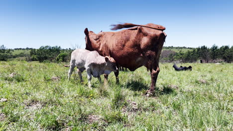 A-mother-cow-stands-in-a-grassy-pasture,-nursing-her-calf-under-the-bright-blue-sky