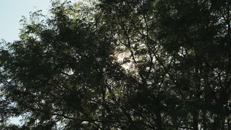 the sun flares through a dense canopy of foliage overhead