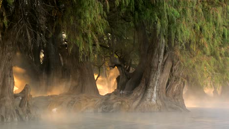 hermoso amanecer en un lago donde los rayos del sol emergen detrás de varios árboles con enormes raíces y el vapor sale del agua