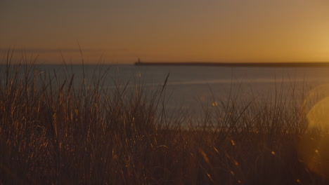 Hierba-De-Playa-Salvaje-Cerca-Que-Sopla-En-El-Viento-Al-Amanecer,-Iluminada-Por-El-Sol