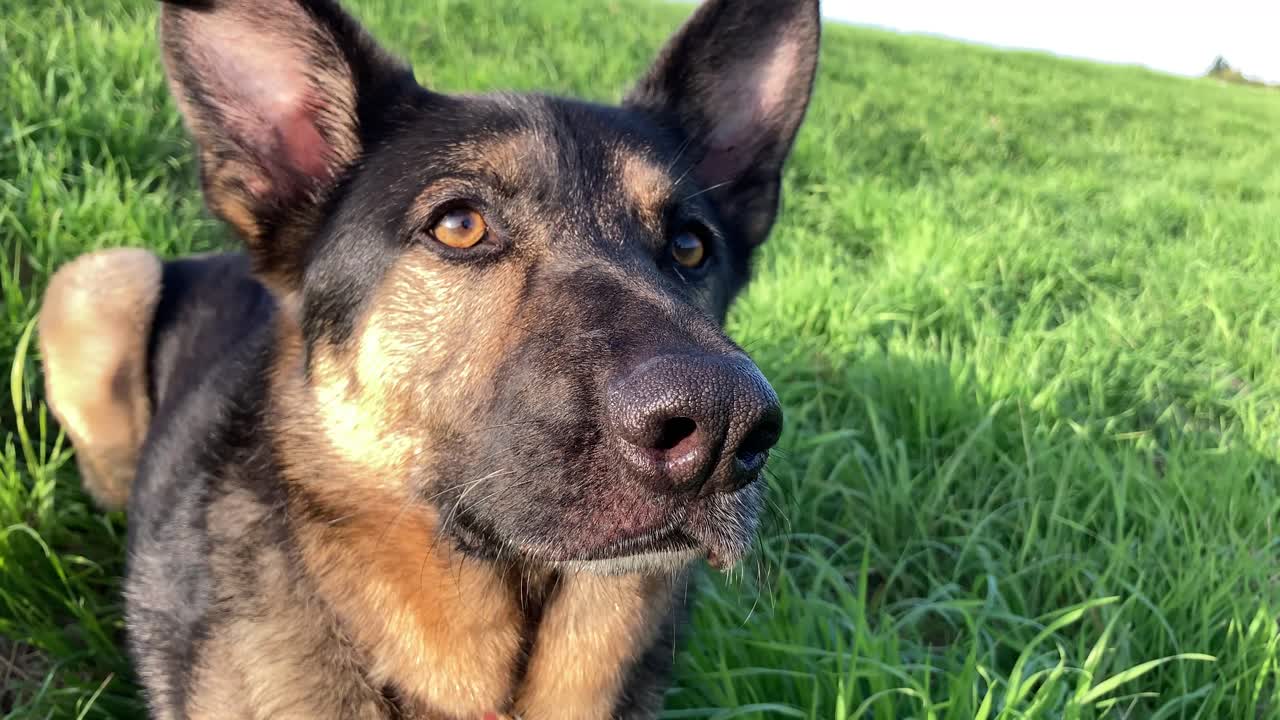 주의 깊게 듣고 있는 독일 셰퍼드의 클로즈업