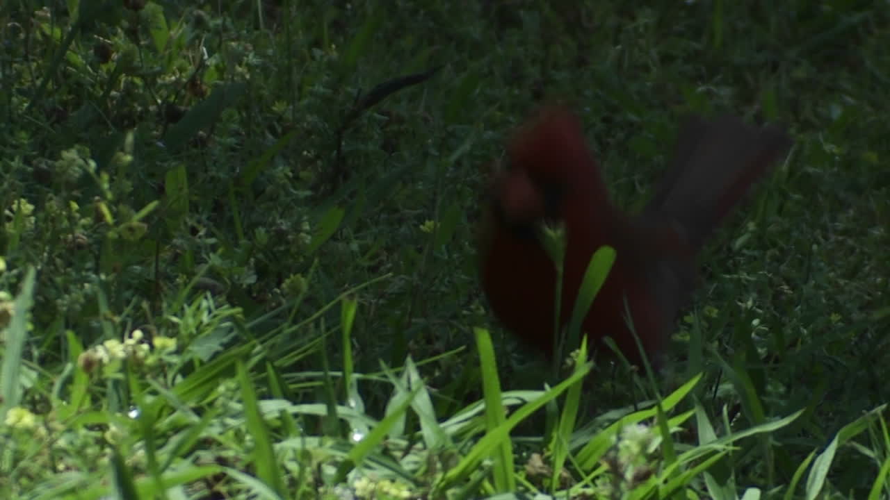 빨간 추기경 새가 땅에 뛰어