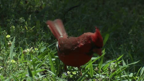 un pájaro cardenal rojo salta en el suelo