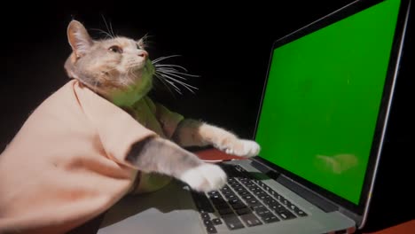 cat types on computer green screen side view slow motion