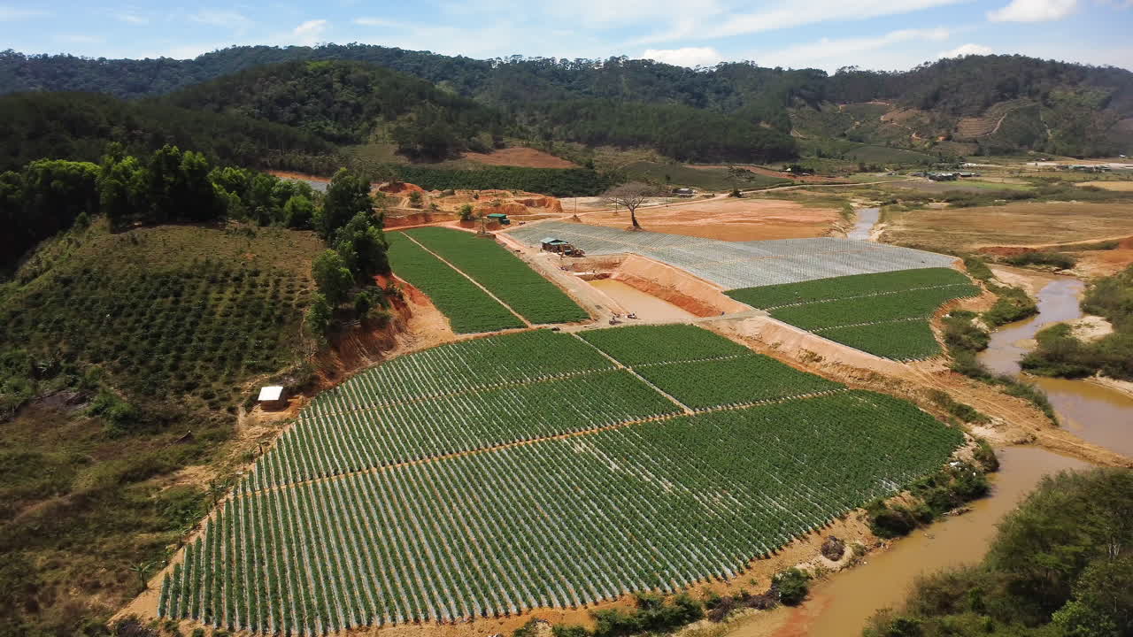 화창한 날 베트남 램동 시골의 공중 선회 토마토 밭