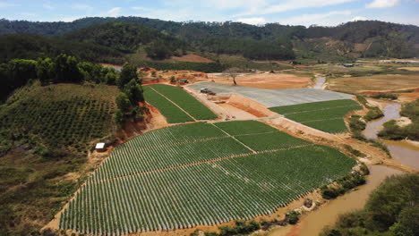 aerial circling tomato fields in lam dong countryside in sunny day, vietnam