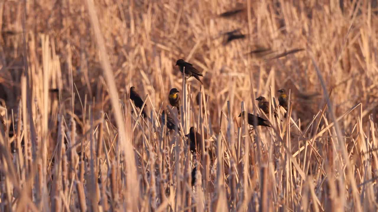 A flock of yellow headed black birds perched on dry reeds at sunset.