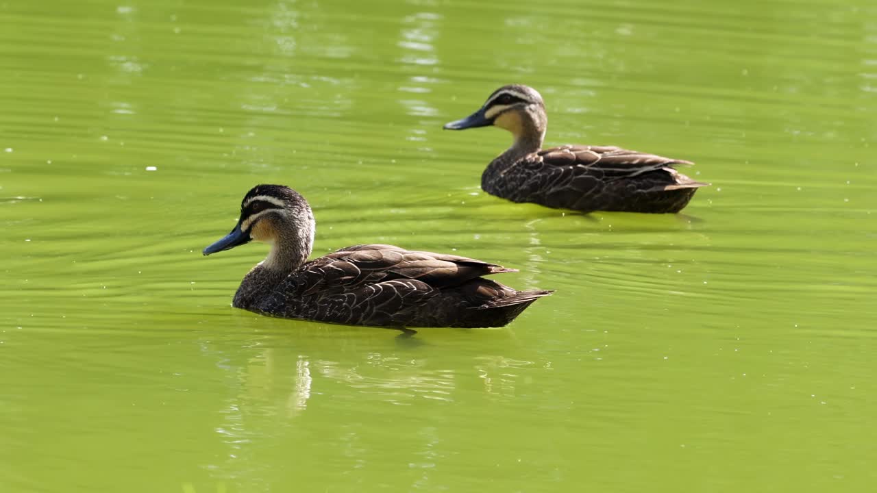 Due anatre scivolano pacificamente sull'acqua verde