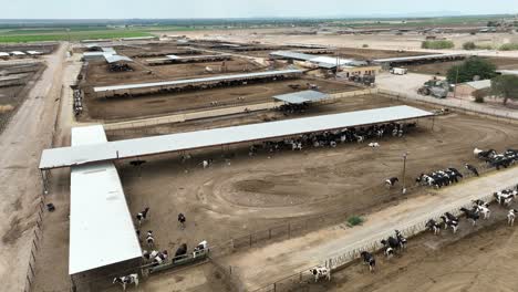 Rinder-Auf-Futterplatz-Im-Südwesten-Der-USA