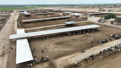 cattle on feedlot in southwest usa