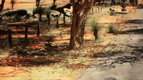 carretera del interior de australia con árboles y tierra roja