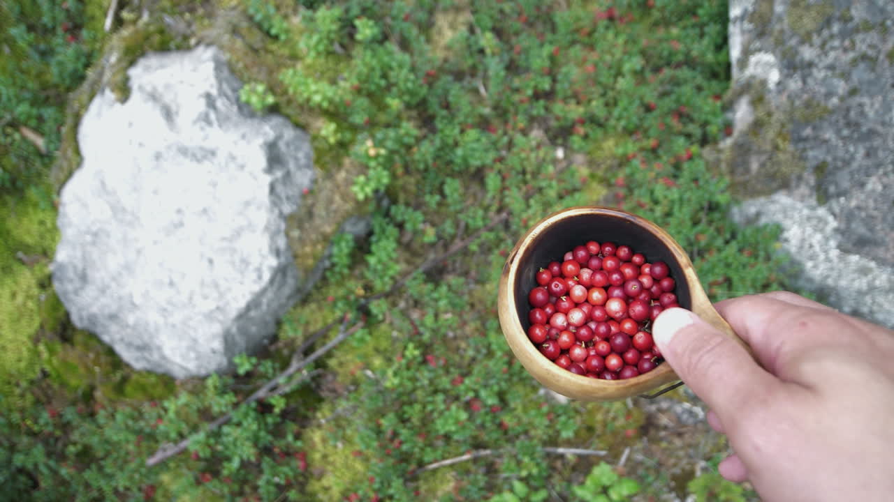 POV looking down at lingon berries handpicked in boreal forest
