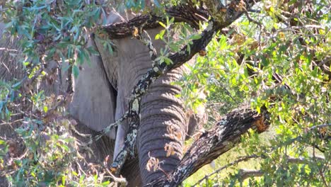 African-Elephant-Feeding-On-Bushes-At-Savannah-In-Kruger-National-Park,-South-Africa