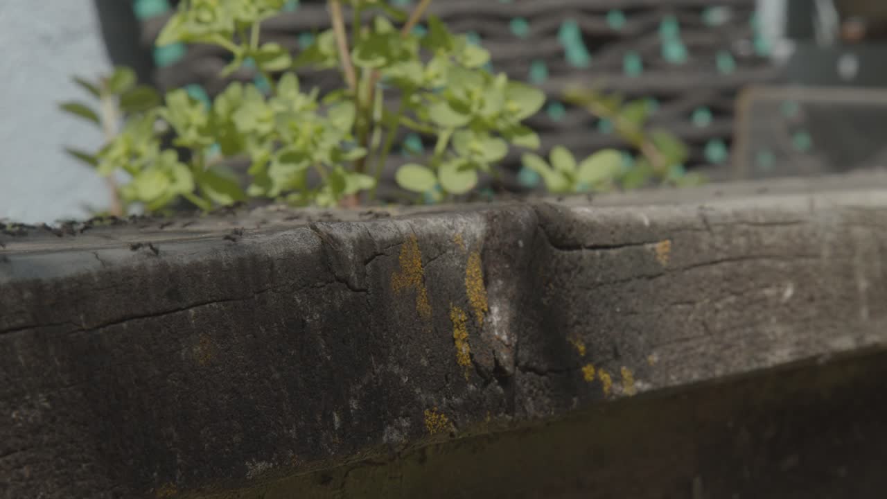 A bike of ants on a garden wall with greenery and yellow lichen