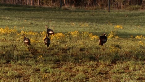 turkeys are seen strutting through a field