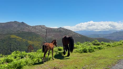the wild horses with a young foal in the peneda geres national park in portugal.