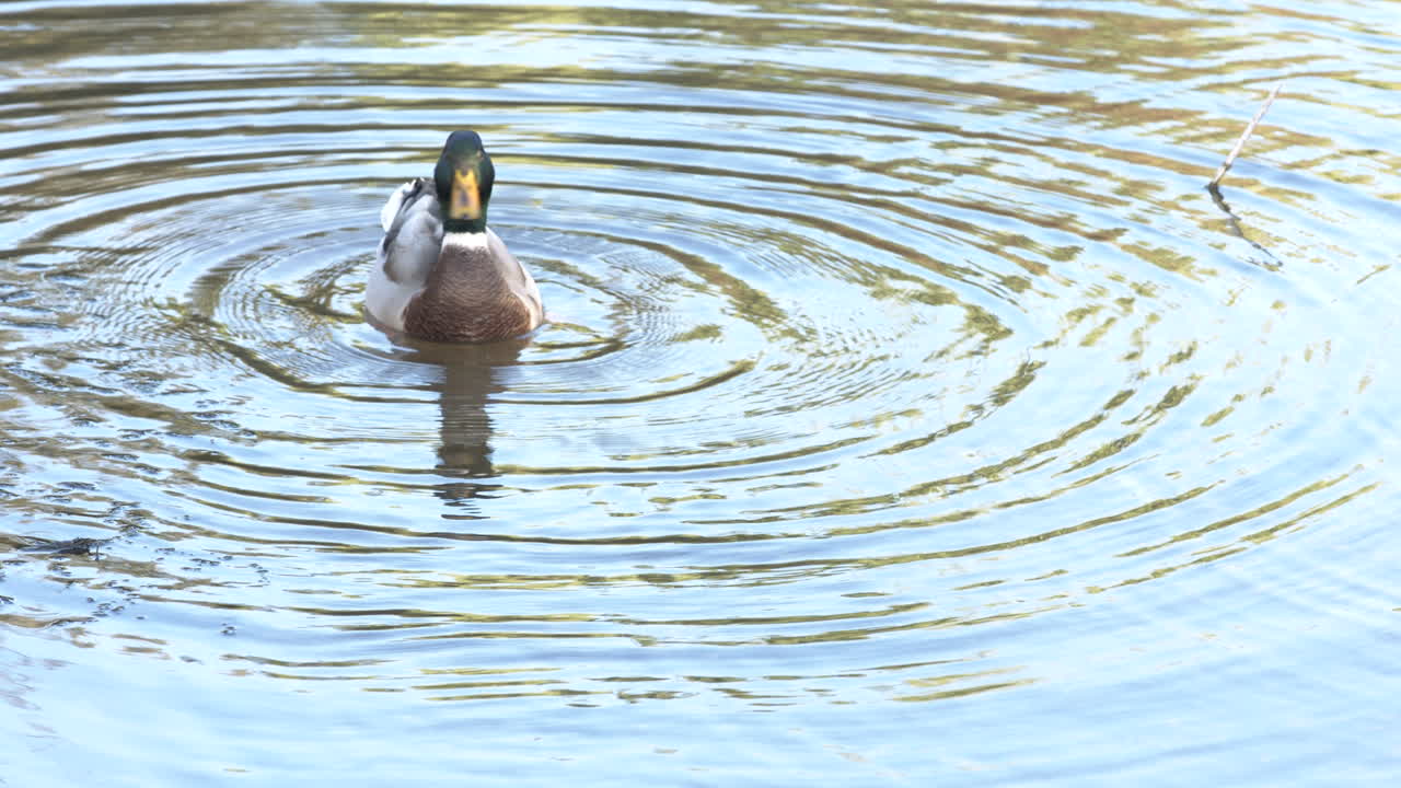 Lisriver, Leiria - Anatra selvatica che galleggia nel fiume Lis durante una giornata di sole mentre si asciuga il corpo - Primo piano