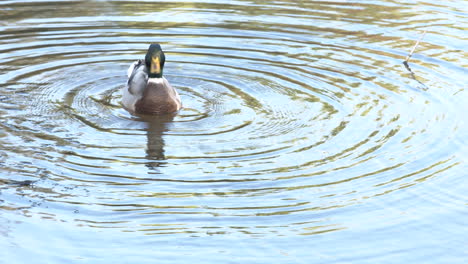 Lisriver,-Leiria---Wildente,-Die-An-Einem-Sonnigen-Tag-Im-Lisriver-Schwimmt,-Während-Sie-Ihren-Körper-Trocknet---Nahaufnahme