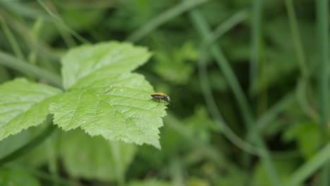 close up shot of a brown insect sitting on a green leave and flying out of the frame at the right in slow motion