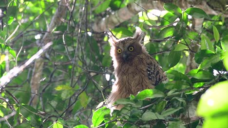 The-Buffy-Fish-Owl-is-a-big-owl-and-yet-the-smallest-among-the-four-Fish-Owls