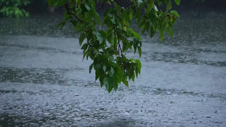 Rain falling on the leaves of the tree