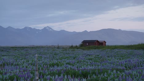 una cabaña solitaria rodeada de flores púrpuras con una espectacular cordillera en el horizonte en islandia