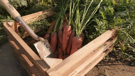 the farmer is stacking freshly picked carrots. harvesting concept. agribusiness.