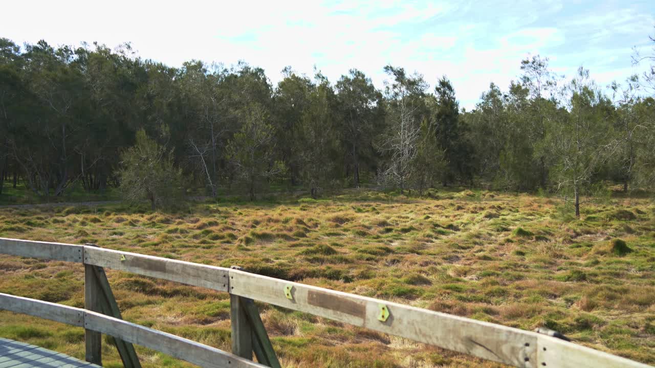 panorámica en el paseo marítimo capturando el paisaje natural intacto a lo largo del sendero público en la reserva de humedales de boondall durante la temporada seca, brisbane, queensland