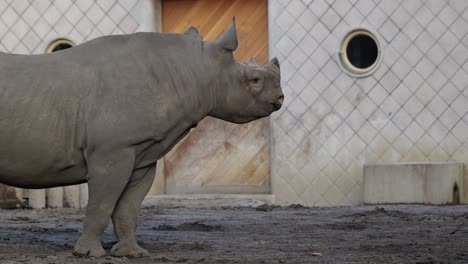 Nashorn-Geht-Im-Gehege-An-Felsen-Vorbei