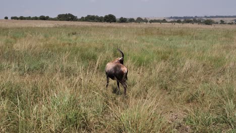 Einsame-Blessbock-Antilope-Auf-Afrikanischem-Grasland-Wedelt-Mit-Dem-Schwanz-Gegen-Schädlinge