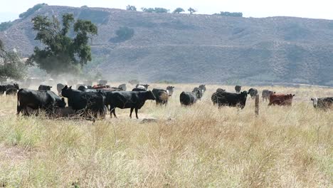 Herde-Von-Black-Angus-Rindern,-Die-An-Einem-Heißen-Sommertag-Einen-Schluck-Wasser-Trinken