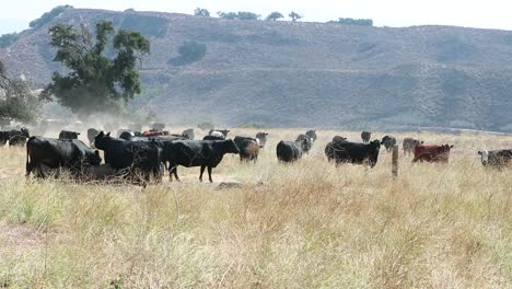 rebaño de ganado angus negro tomando un trago de agua en un caluroso día de verano