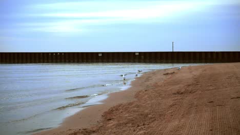 Sea-gulls-walking-on-beach.-Seagulls-sand.-Sea-beach-with-pier-on-horizon