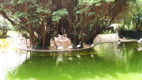 los flamencos se reúnen junto a un estanque verde exuberante