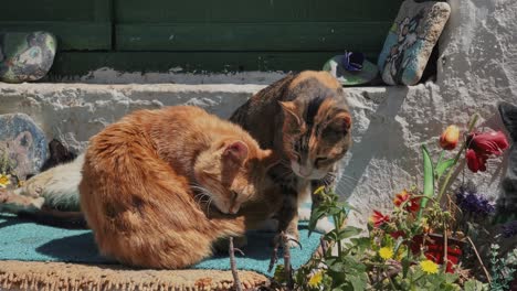 Cats-hanging-out-in-Mykonos-island,-Greece-in-slow-motion