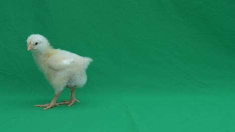 4k chick walking on chroma key, green screen