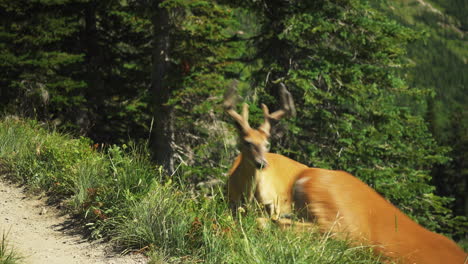 venado de cola blanca macho pastando en la ladera de la montaña, persigue a doe