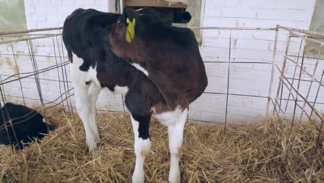 Black-calf-on-dairy-farm.-Livestock-in-barn.-Farm-animal.-Dairy-industry