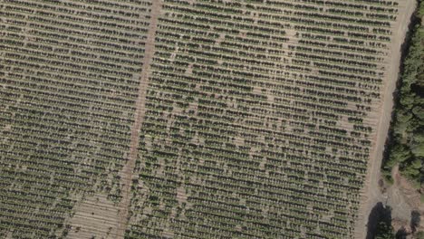 Organized-straight-rows-of-grape-vines-in-large-vineyard-flyover,-FRA